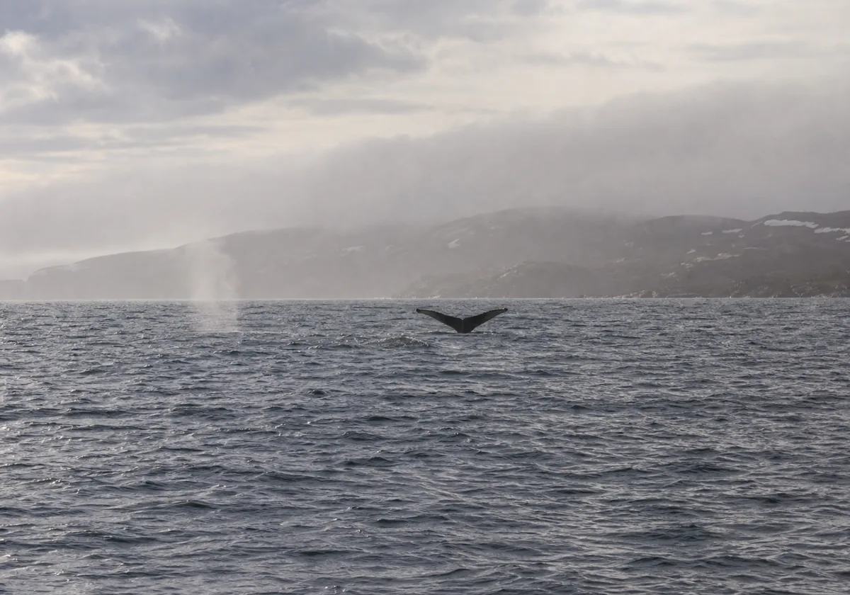 Whales event fallback image