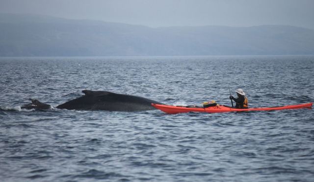 Sea Kayak & Paddleboard Tour