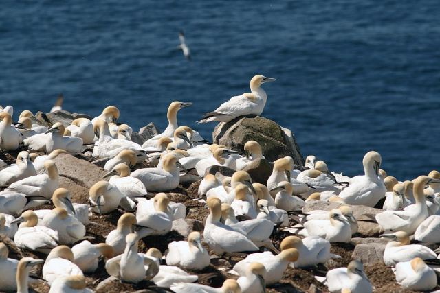 Cape St. Mary’s Ecological Reserve Birding Tour