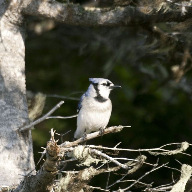 NatureNL: Birding and Wetlands Walk