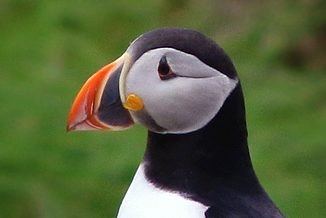 Seabirds & Songbirds of the Northeast Avalon
