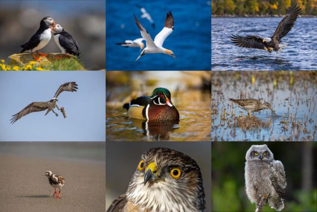 For The Birds – Newfoundland Photo Tour: July 28th- Aug 2nd, 2026