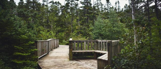 Manuels River Guided Tour