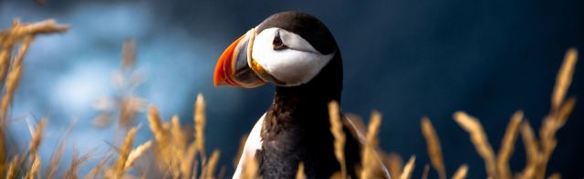 Bonavista Puffin Hike