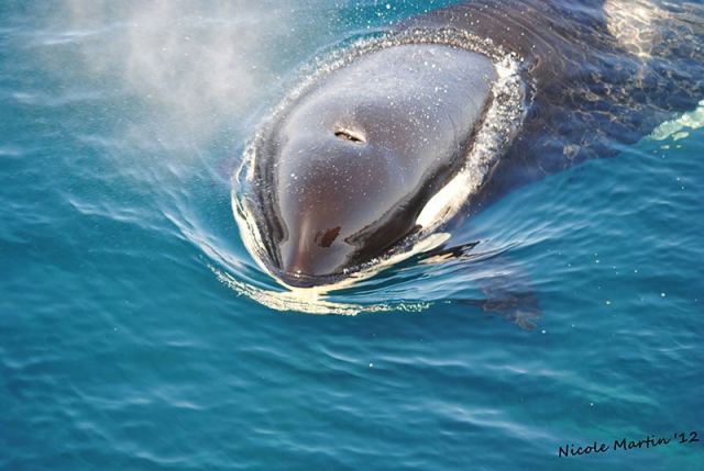 Marine Discovery Tour