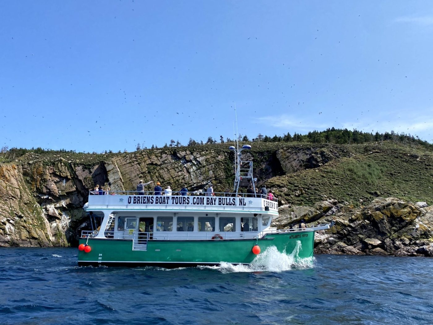 O'Brien's Award-Winning Whale & Bird Tour