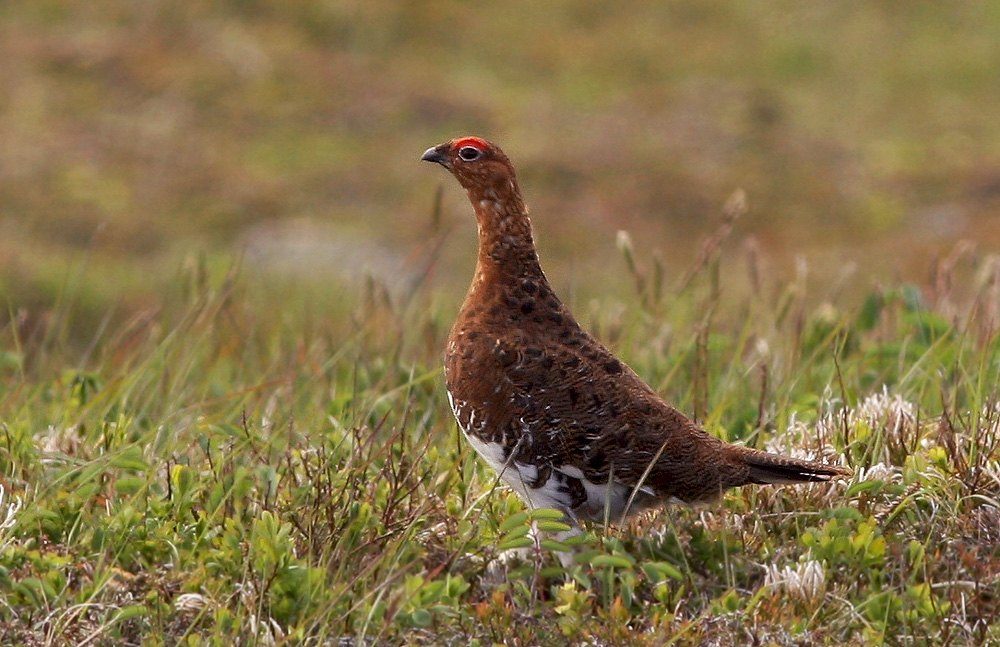 Birding on the Edge of Avalon