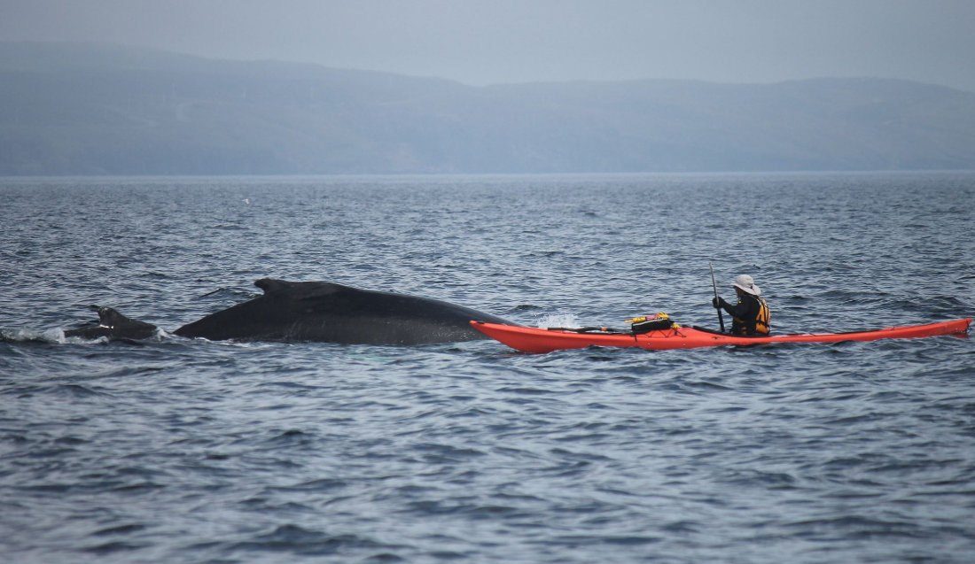 Sea Kayak & Paddleboard Tours
