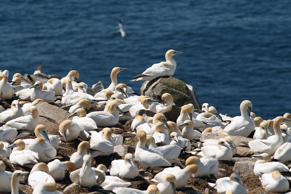Cape St. Mary’s Ecological Reserve Birding Tour