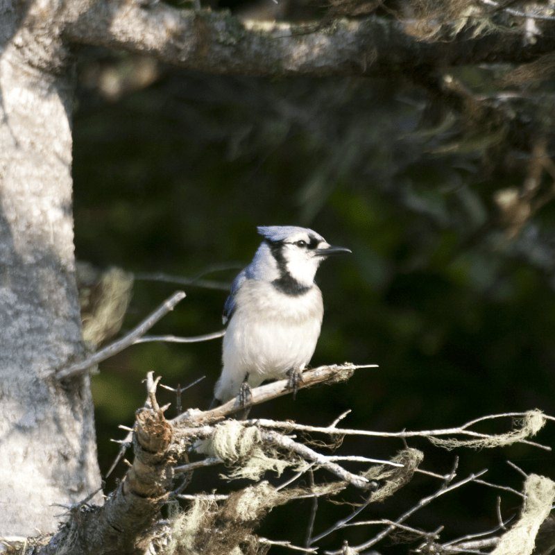 NatureNL: Birding and Wetlands Walk