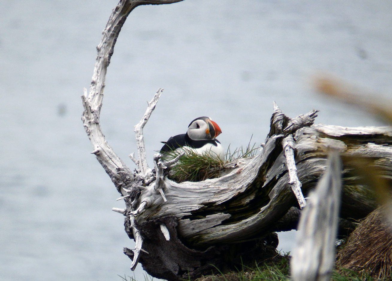 Puffin watching on a boat tour