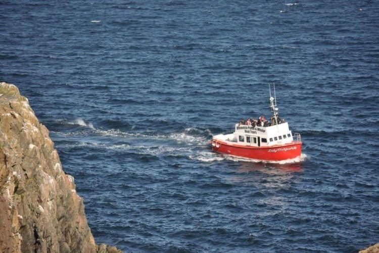 Bonavista Puffin & Whale boat tour boat