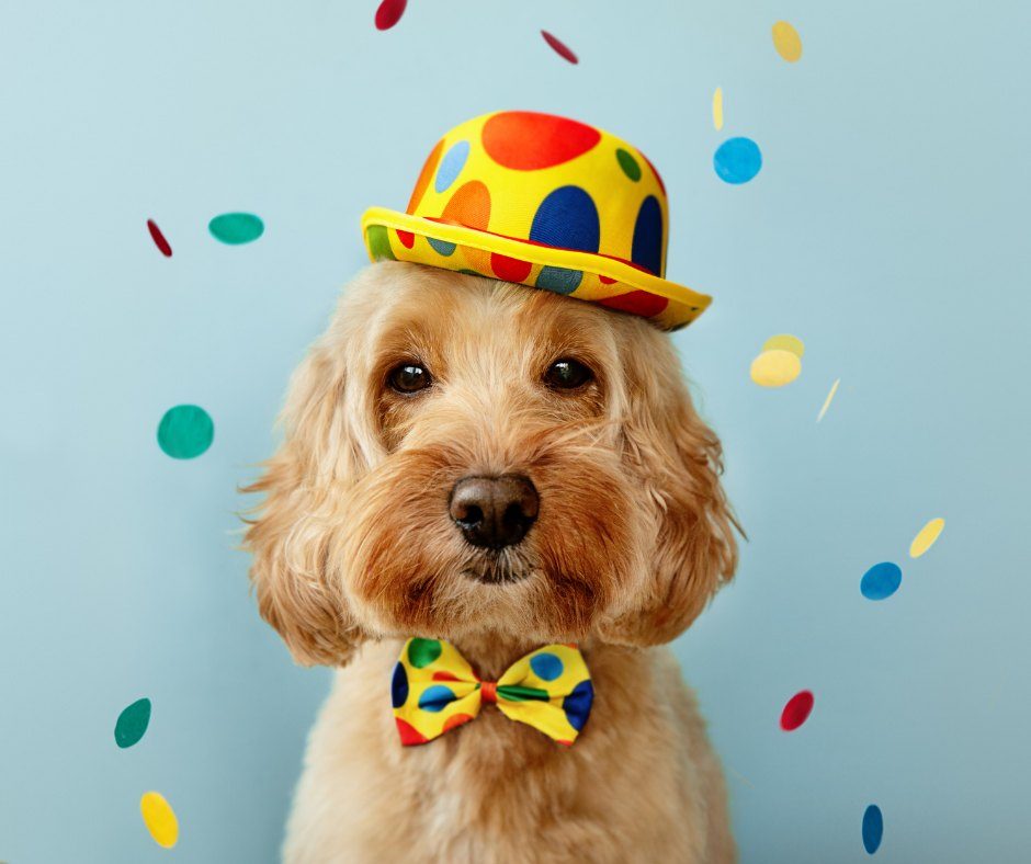Dog Party